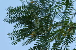 Sivun Sesbania formosa (F. Muell.) N. T. Burb. kuva