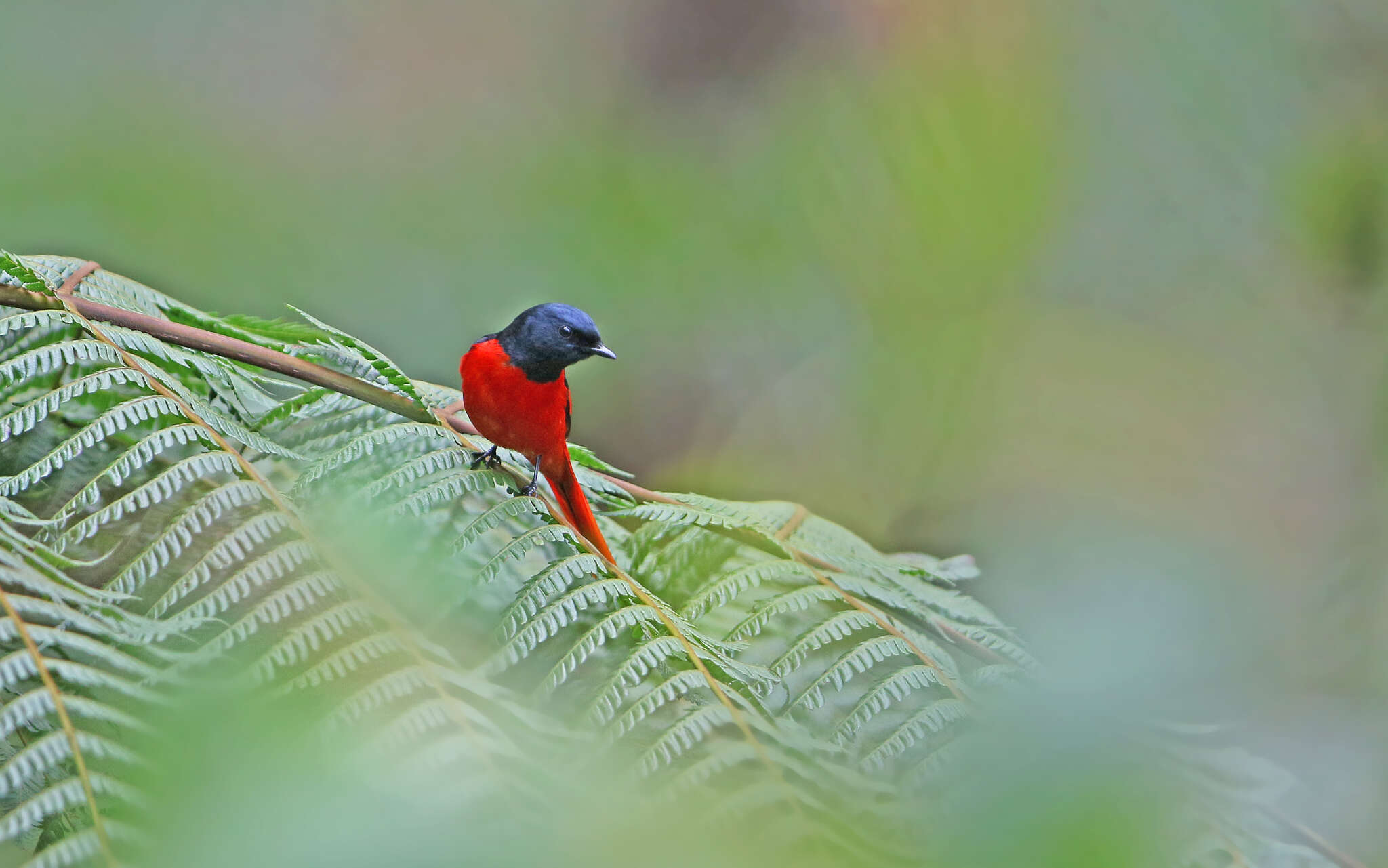 Pericrocotus brevirostris (Vigors 1831) resmi