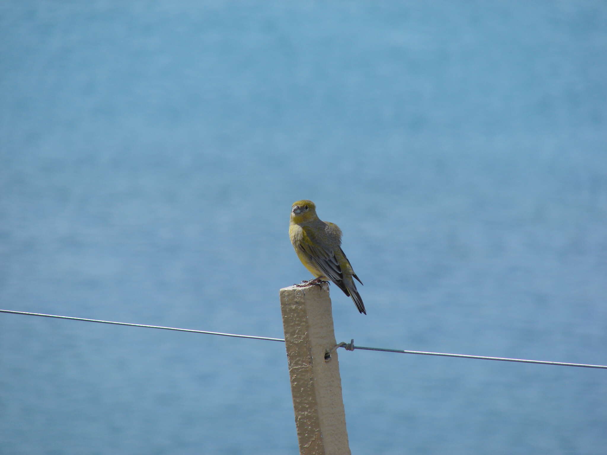 Image de Sicale de Patagonie