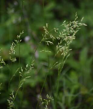 Image of Texas fescue