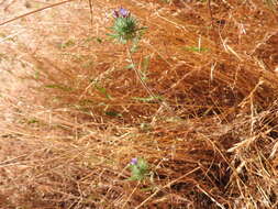 Image of downy pincushionplant