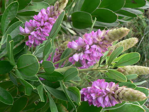 Imagem de Indigofera cytisoides Thunb.