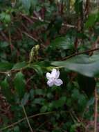 Image of Ruellia dissidens Benoist