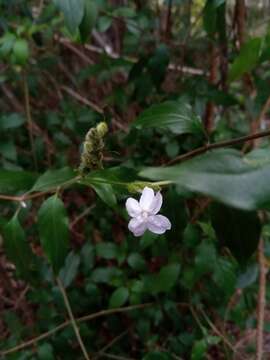 Image de Ruellia dissidens Benoist