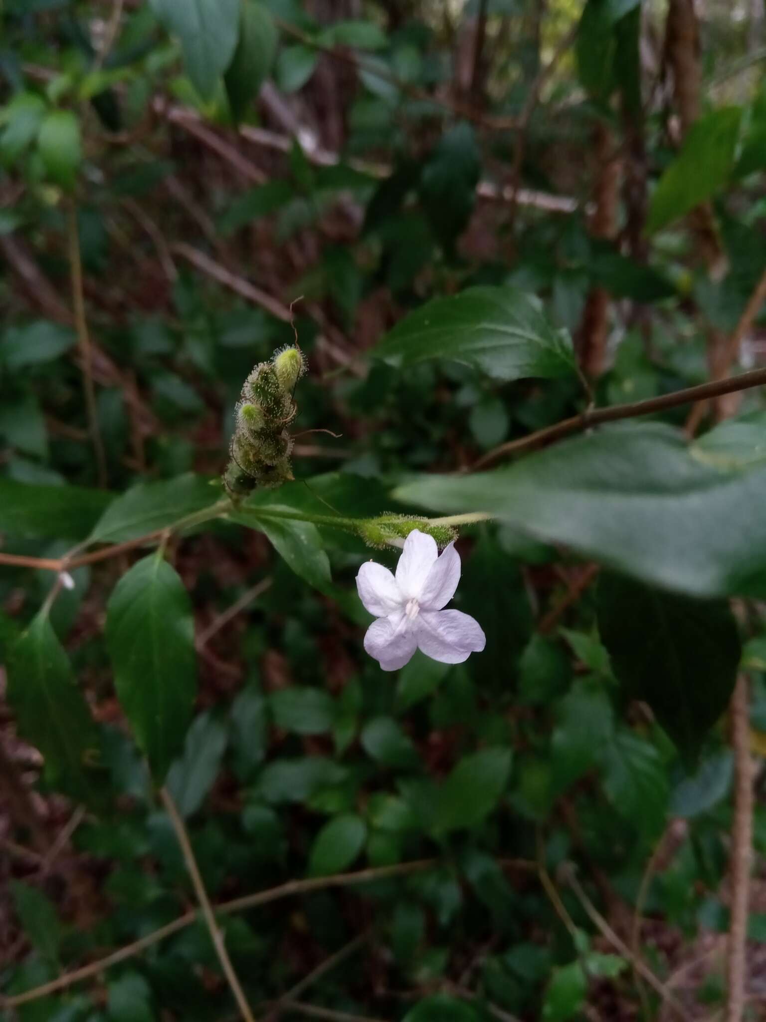 Image of Ruellia dissidens Benoist