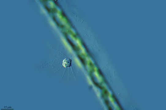 Image of <i>Actinomonas mirabilis</i>