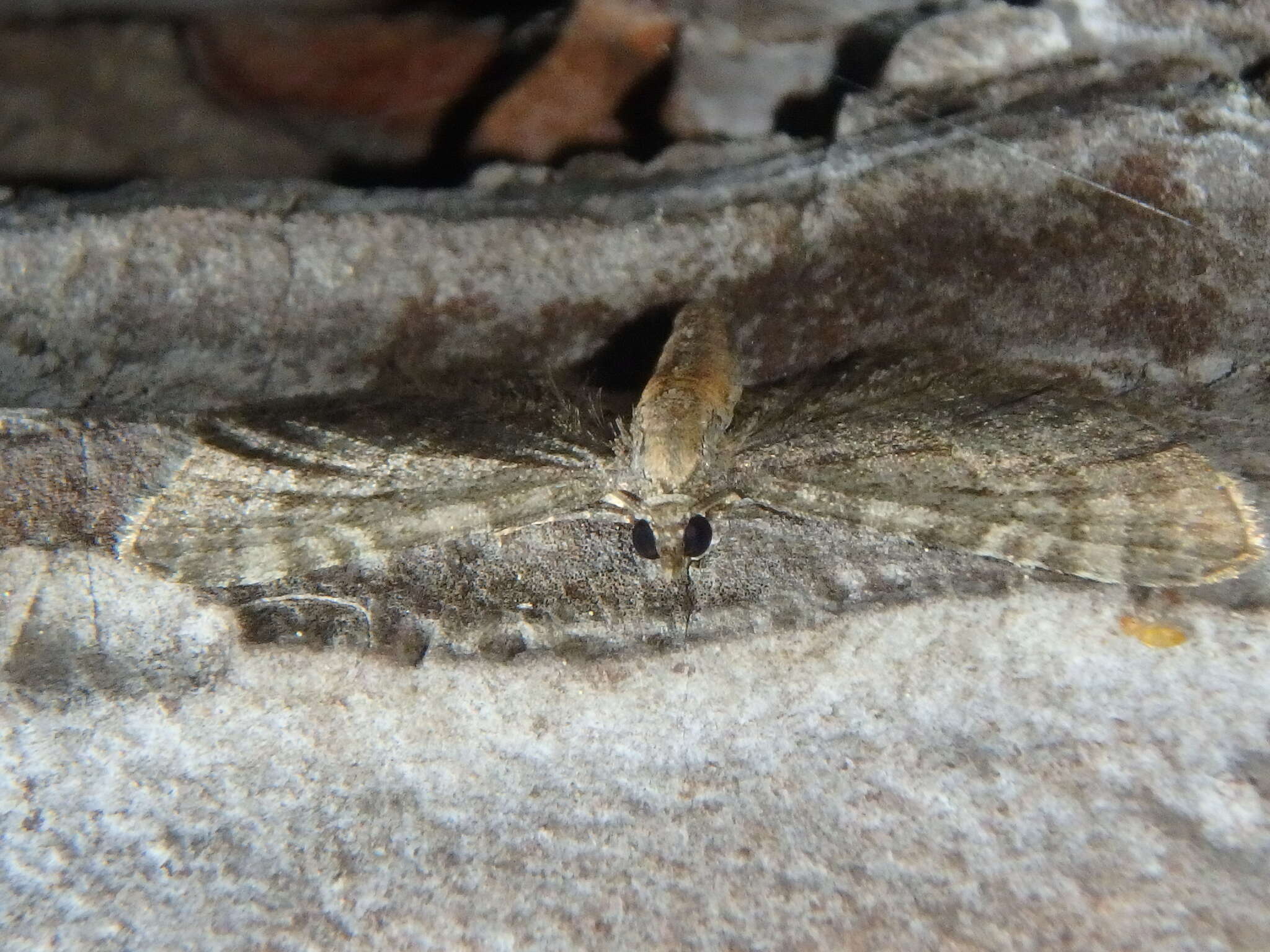 Imagem de Eupithecia haworthiata Doubleday 1856