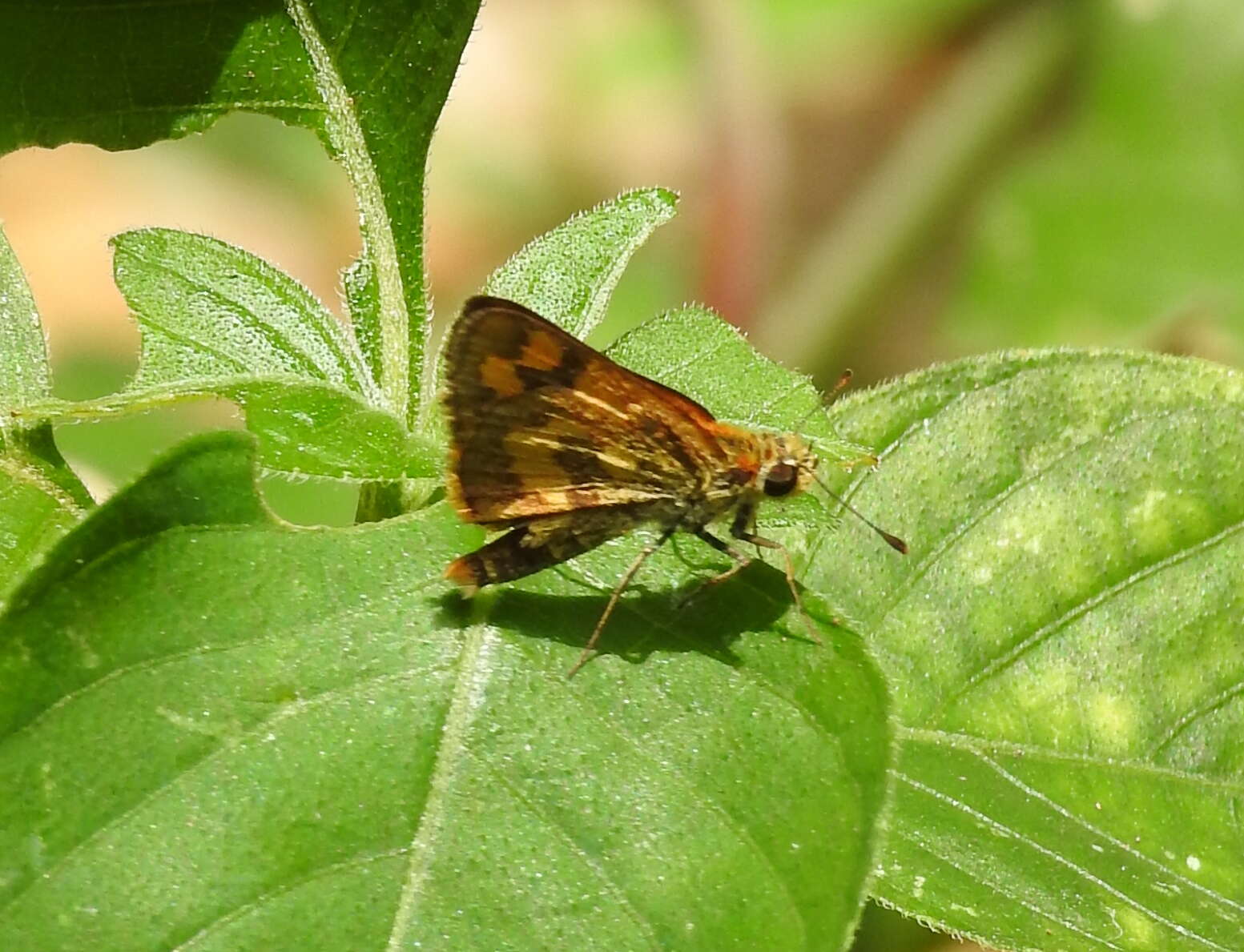 Plancia ëd Taractrocera archias quinta Swinhoe 1913