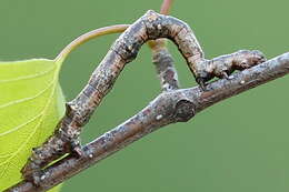 Image of large thorn