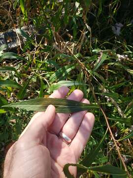 Image of Solidago altissima subsp. altissima