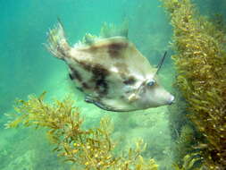 Image of Centreboard Leatherjacket