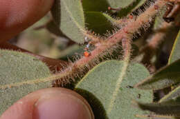 Image of Eastwood's manzanita