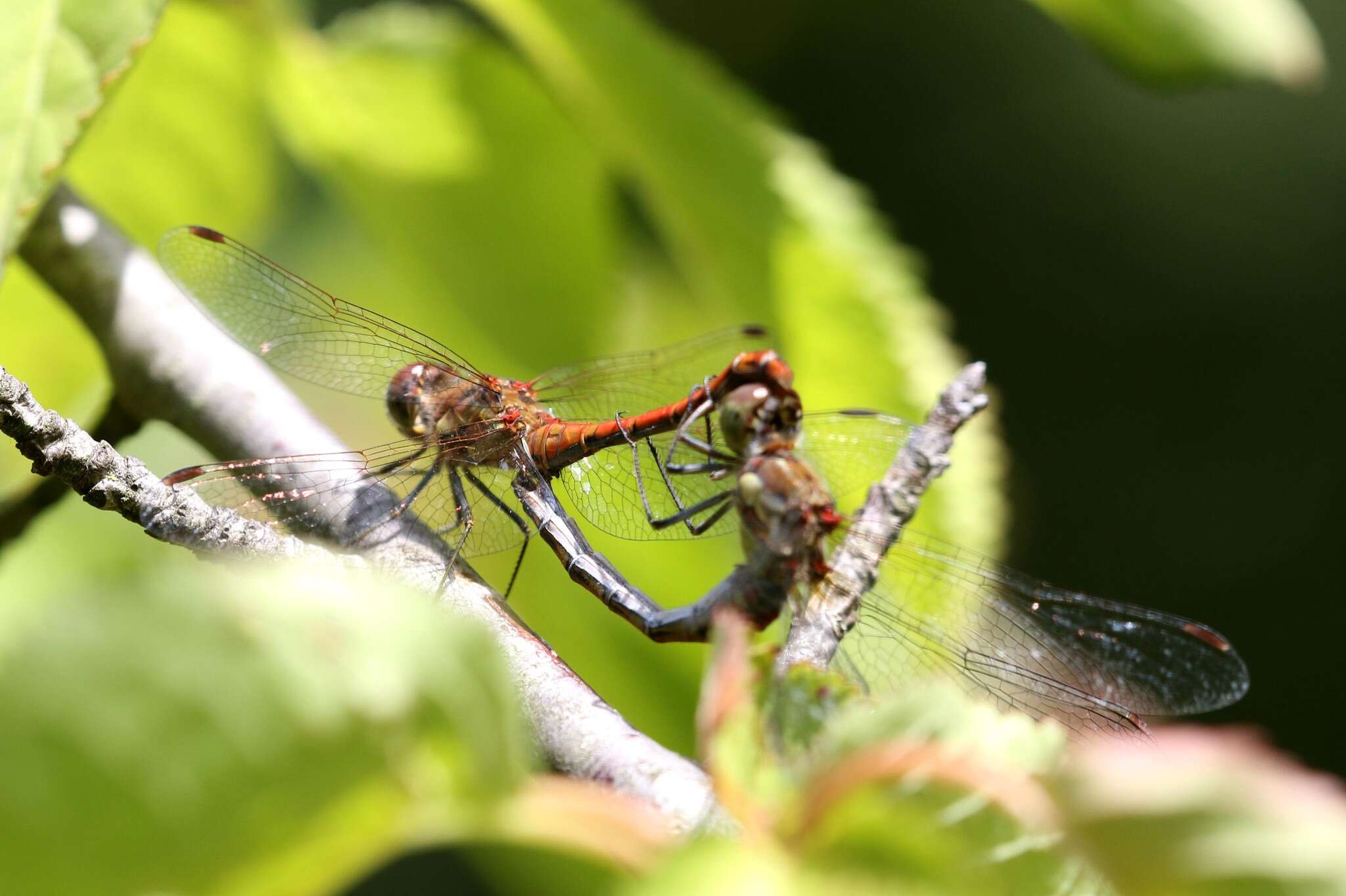 Image of Common Darter