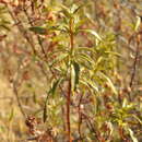 Image of Cistus ladanifer subsp. ladanifer