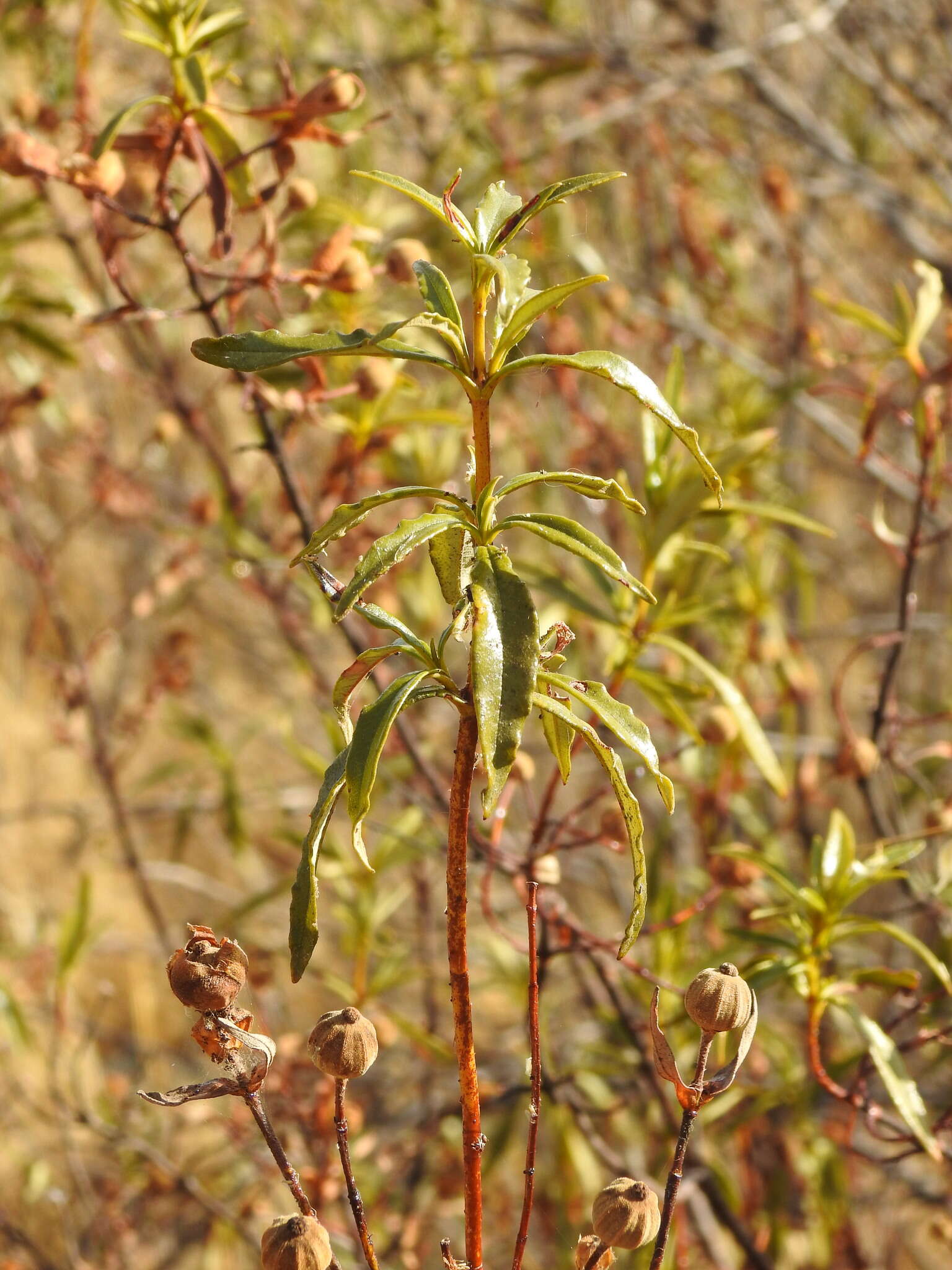 Image of Cistus ladanifer subsp. ladanifer