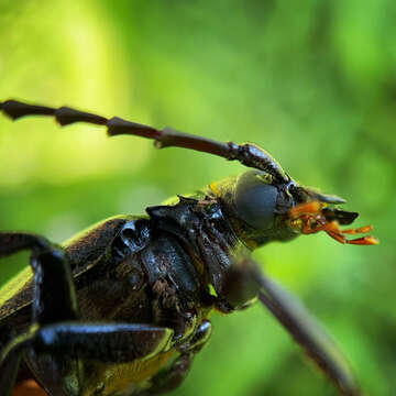 Слика од Prionus insularis Motschulsky 1857