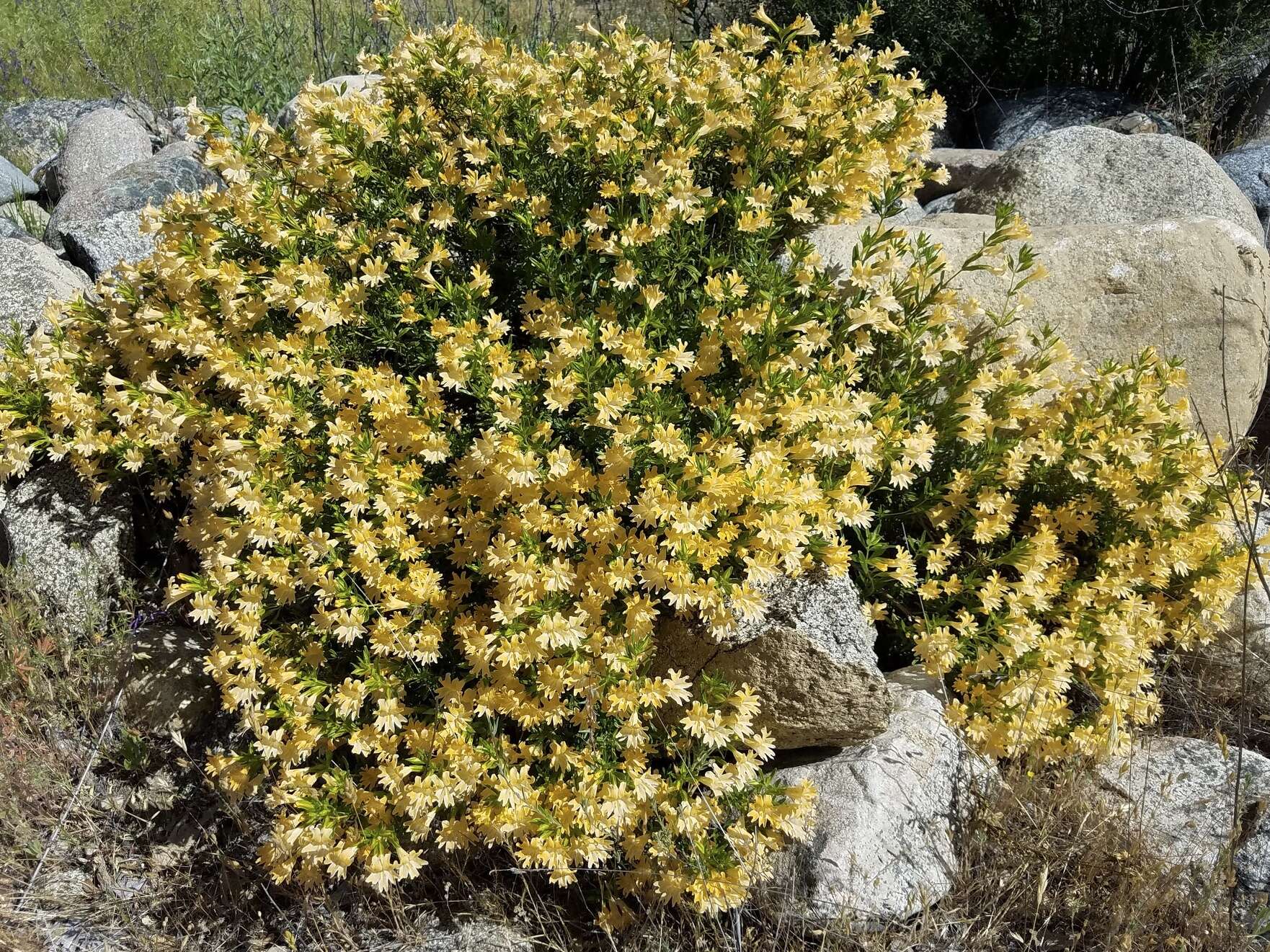 Image of Santa Lucia Mountain bush monkeyflower