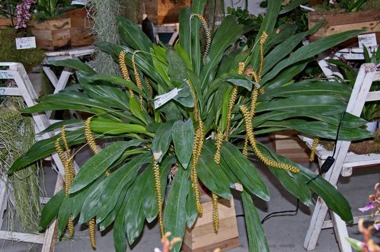 Image of Long-leaved dendrochilum