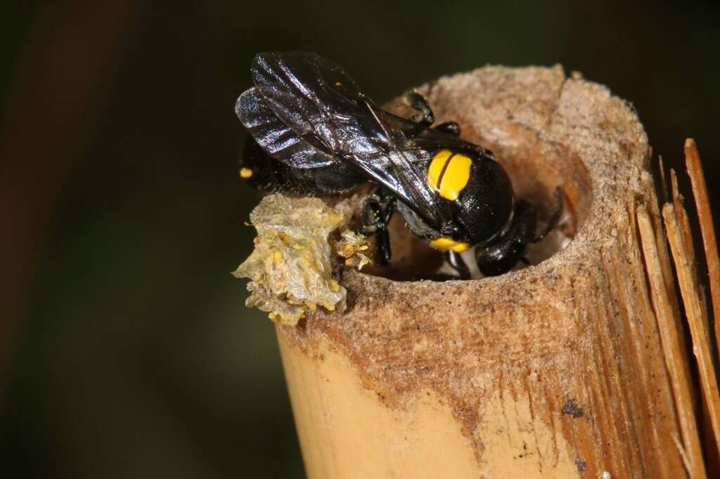 Image of Meroglossa itamuca (Cockerell 1910)