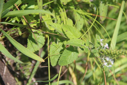 Image of heartleaf speedwell