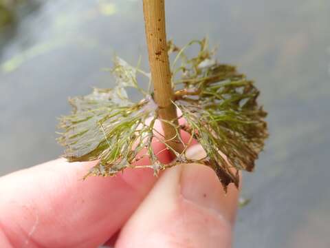 Image of Beck's water-marigold