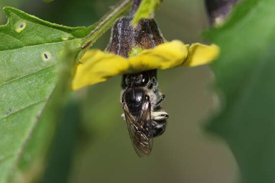 Image of Colletes willistoni Robertson 1891