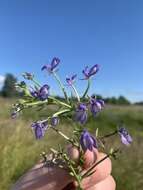 Image of elegant calicoflower