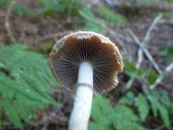 Image of Leratiomyces squamosus var. thraustus (Kalchbr.) Bridge & Spooner