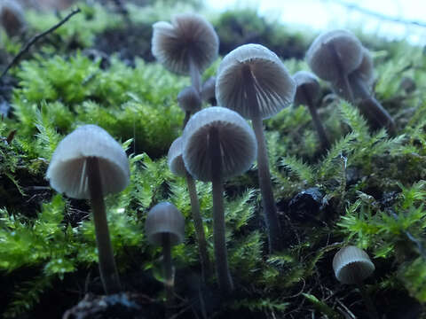 Imagem de Mycena leptocephala (Pers.) Gillet 1876