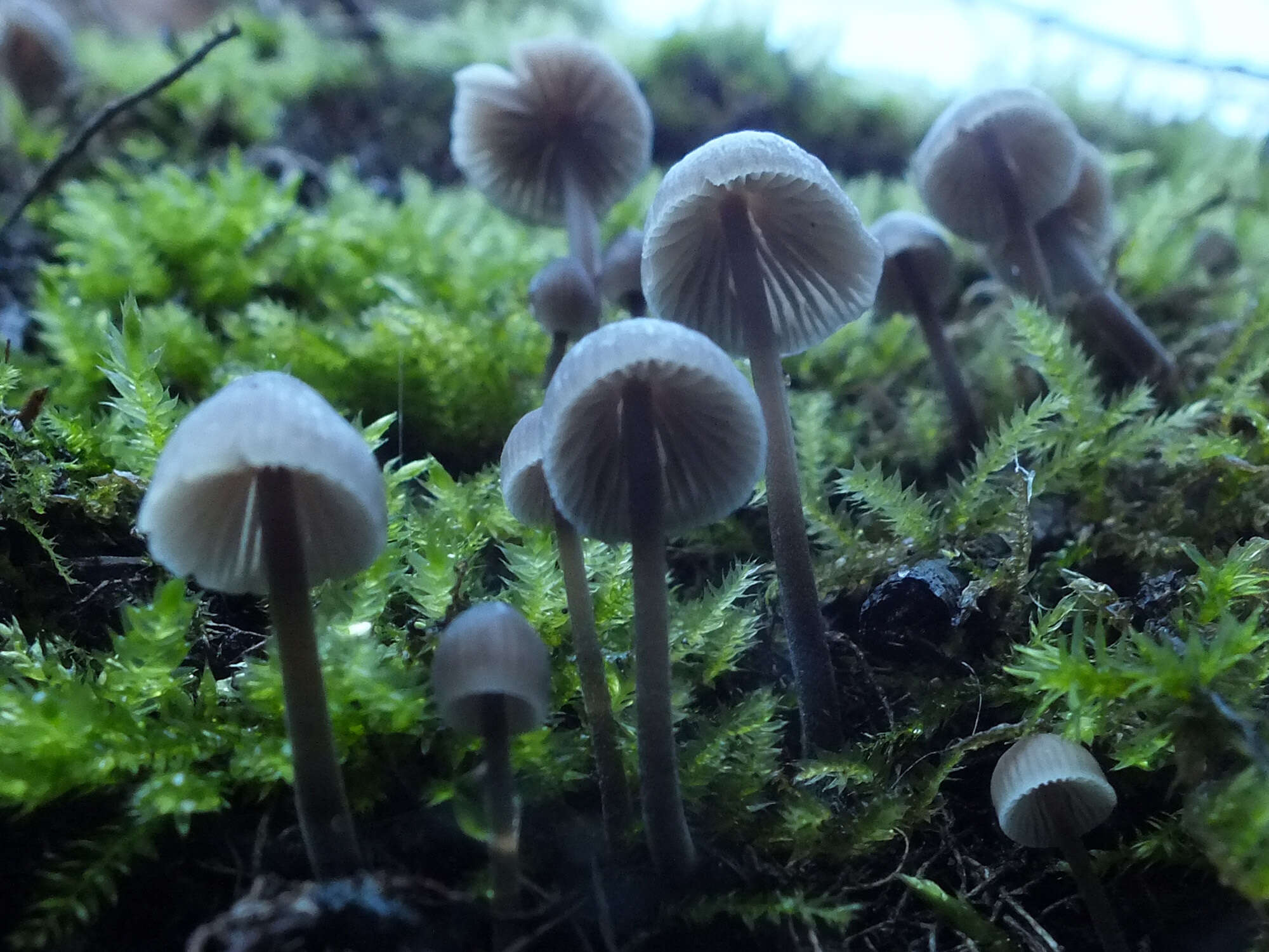 Imagem de Mycena leptocephala (Pers.) Gillet 1876