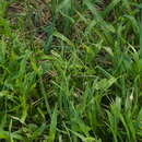 Image of Plantain Liverseed Grass