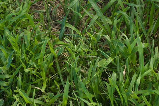 Image of Plantain Liverseed Grass