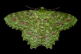 Image of Herochroma urapteraria Walker 1860