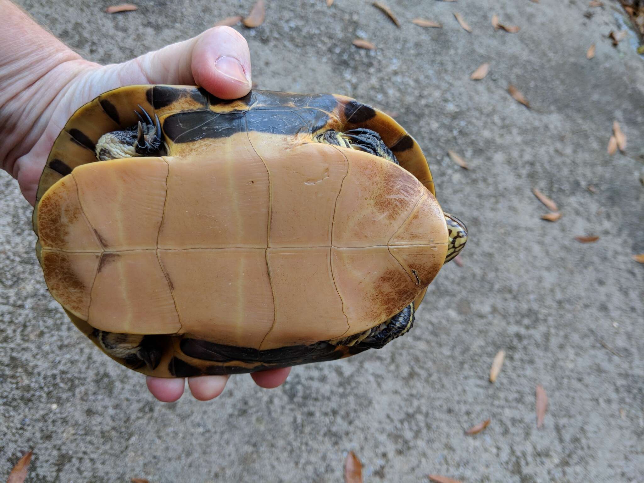 Imagem de Deirochelys reticularia reticularia (Latreille 1801)