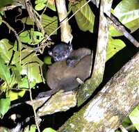 Lepilemur scottorum Lei, Engberg, Andriantompohavana, McGuire, Mittermeier, Zaonarivelo, Brenneman & Louis Jr. 2008 resmi