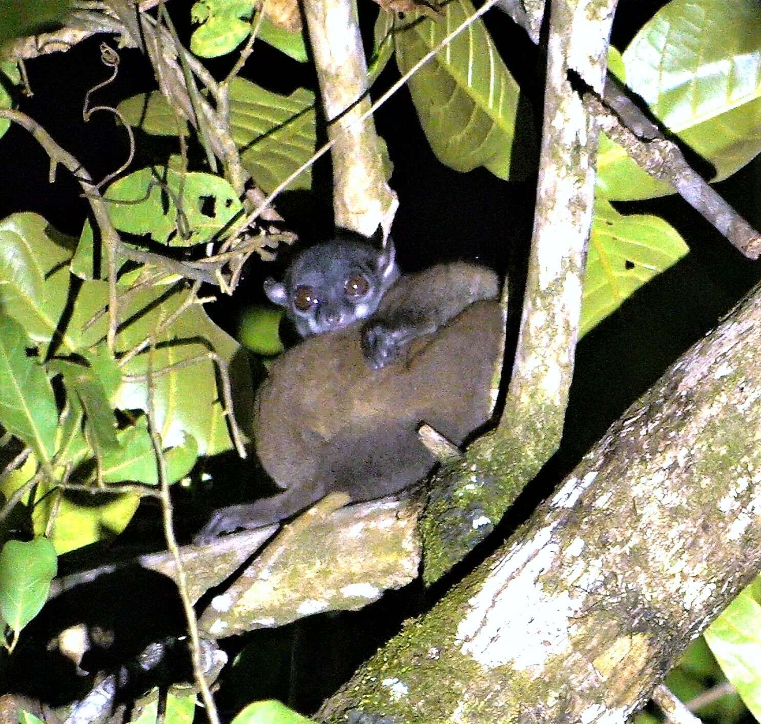 Sivun Lepilemur scottorum Lei, Engberg, Andriantompohavana, McGuire, Mittermeier, Zaonarivelo, Brenneman & Louis Jr. 2008 kuva