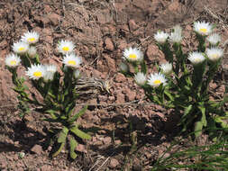 Image of Helichrysum monticola Hilliard