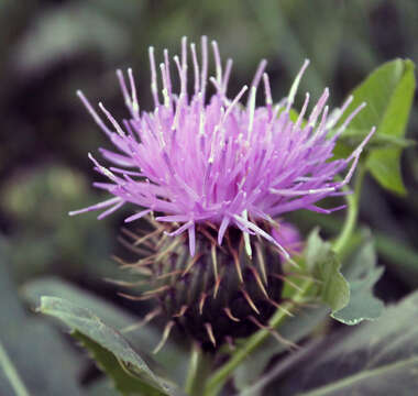 Image of Klasea flavescens subsp. caucasica (Boiss.) L. Martins