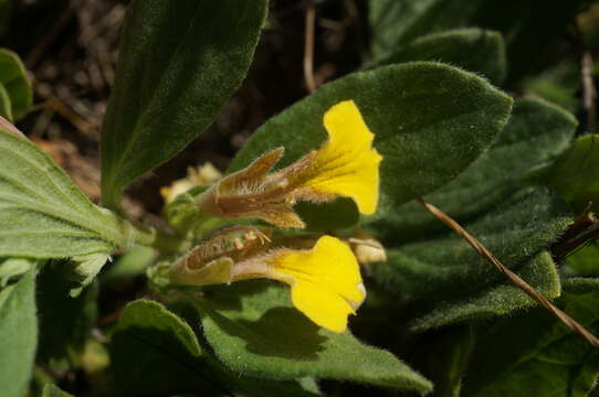 Image of Ajuga salicifolia (L.) Schreb.