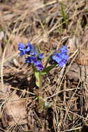 Plancia ëd Pulmonaria angustifolia L.