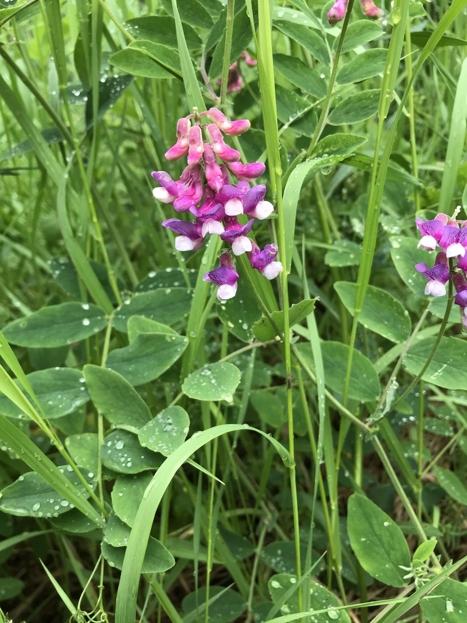 Imagem de Lathyrus venosus Willd.