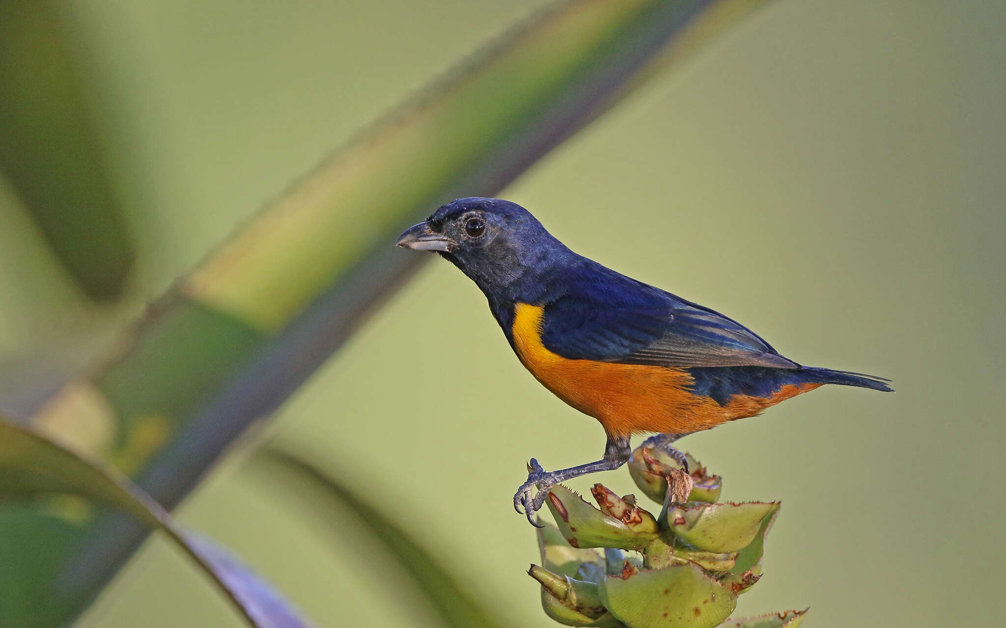 Euphonia rufiventris (Vieillot 1819)的圖片