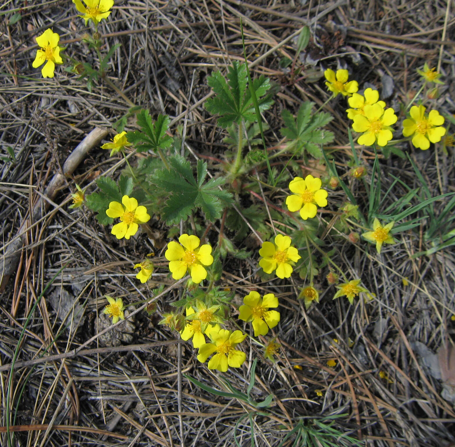 Image of Potentilla humifusa Willd.