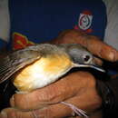 Image of Short-tailed Babbler