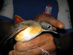 Image of Short-tailed Babbler