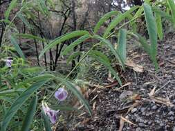 Plancia ëd Clitoria triflora S. Watson