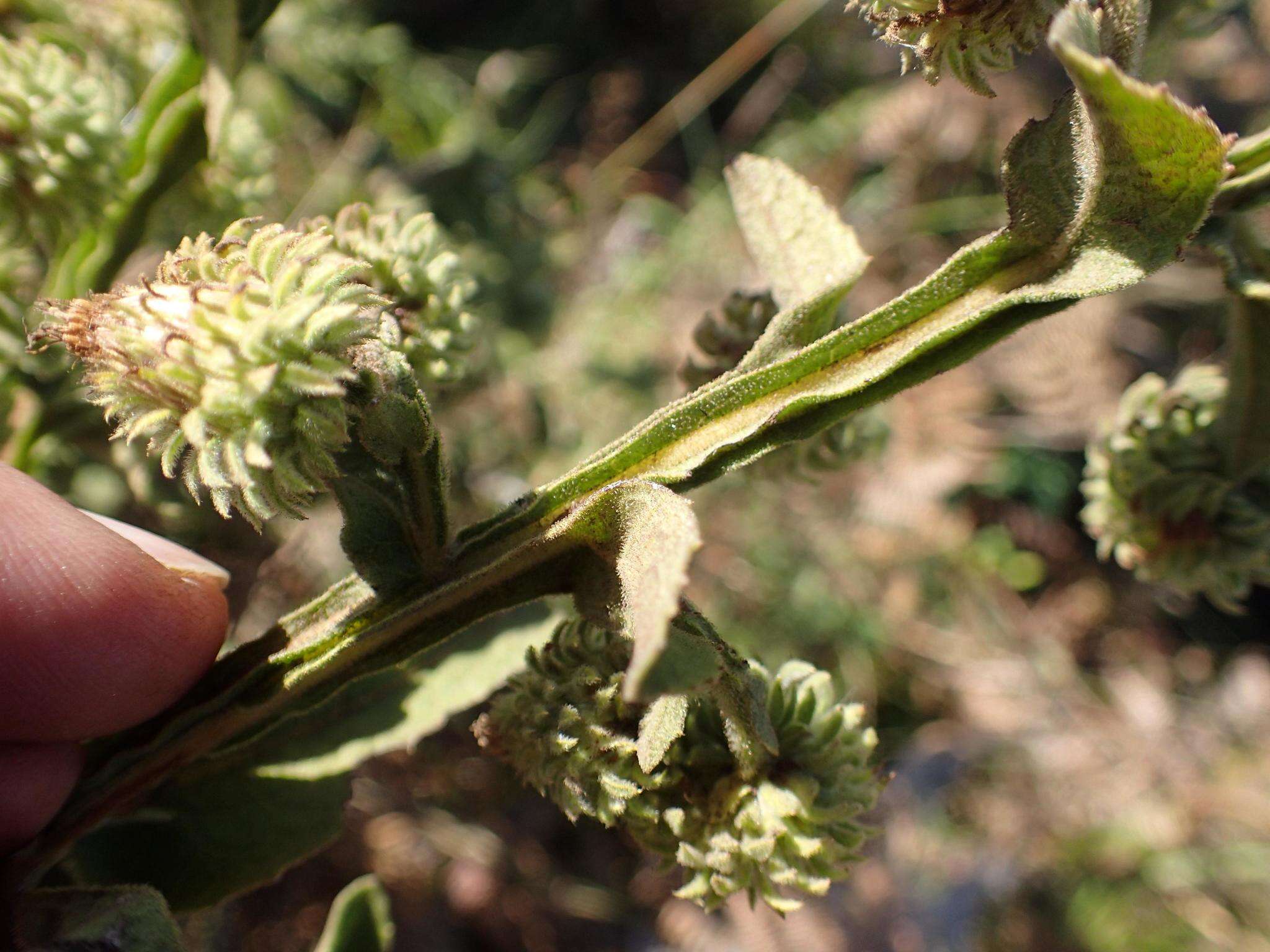 Sivun Laggera crispata (Vahl) F. N. Hepper & J. R. I. Wood kuva