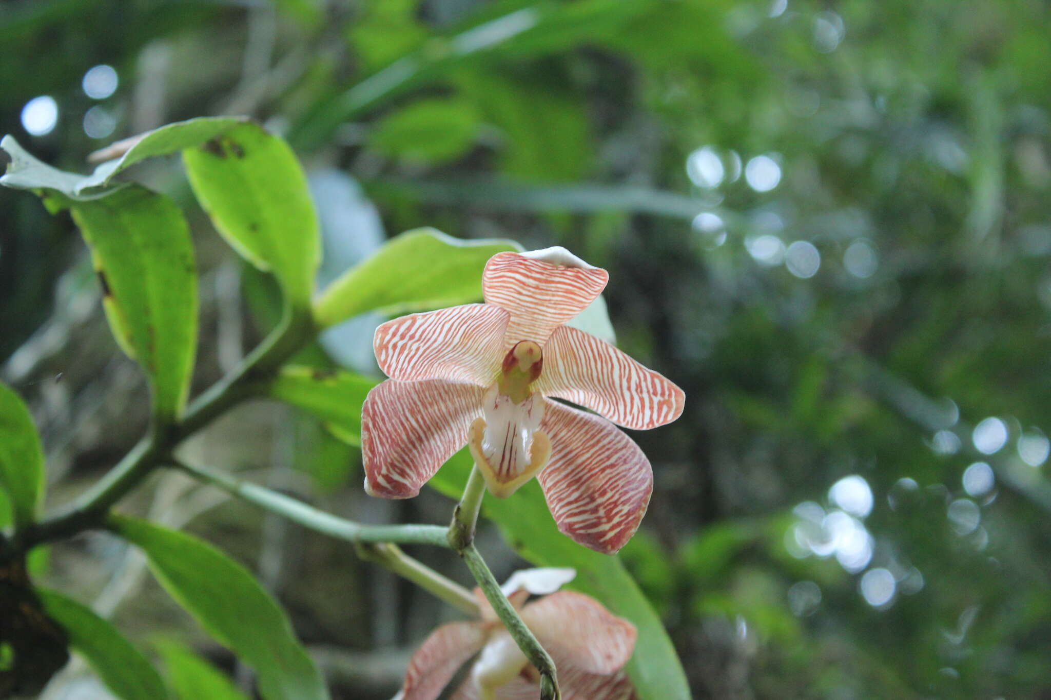 Imagem de Arachnis cathcartii (Lindl.) J. J. Sm.