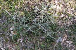 Image of Phlomis lychnitis L.