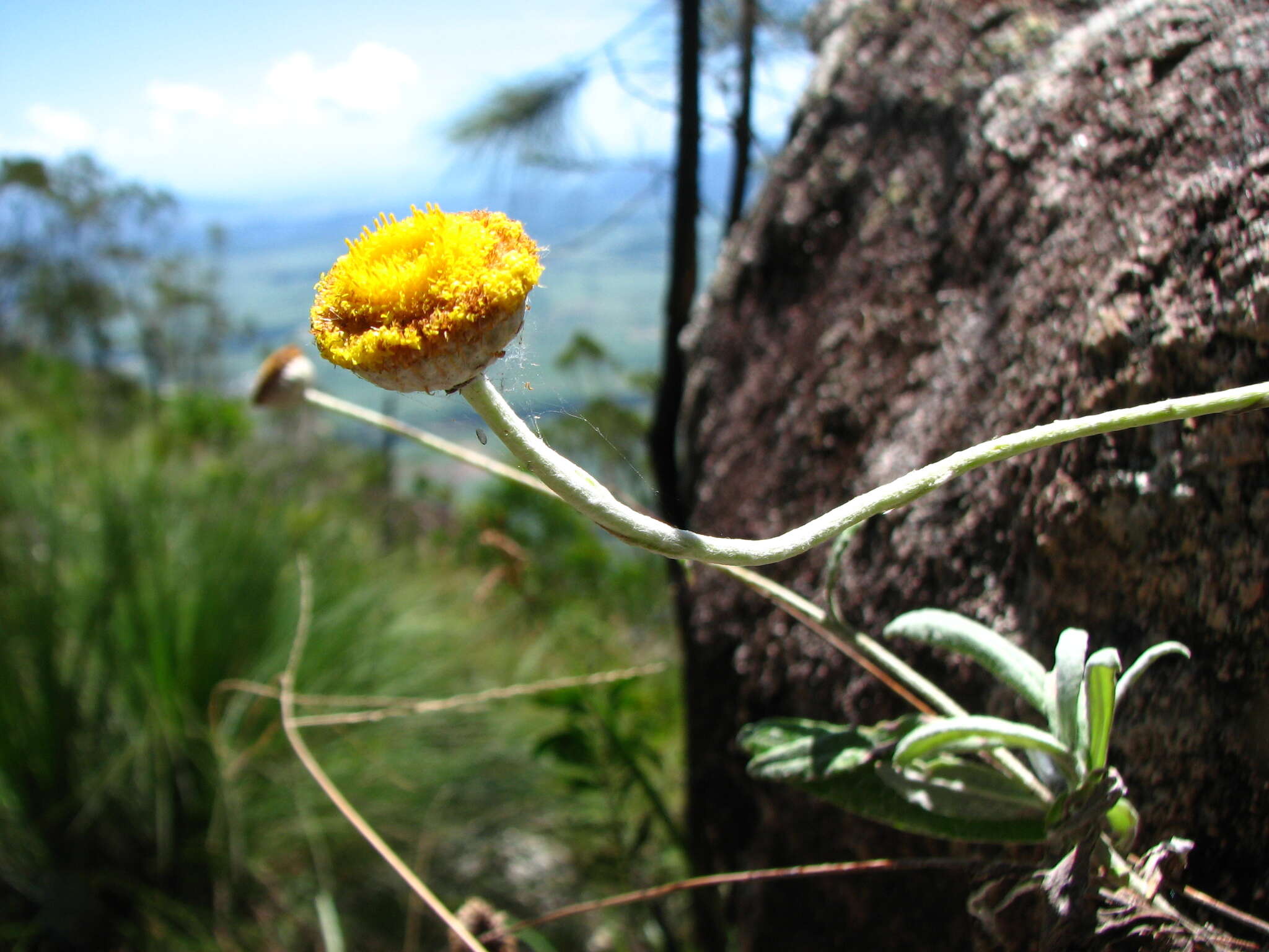 Image of Yellow Button